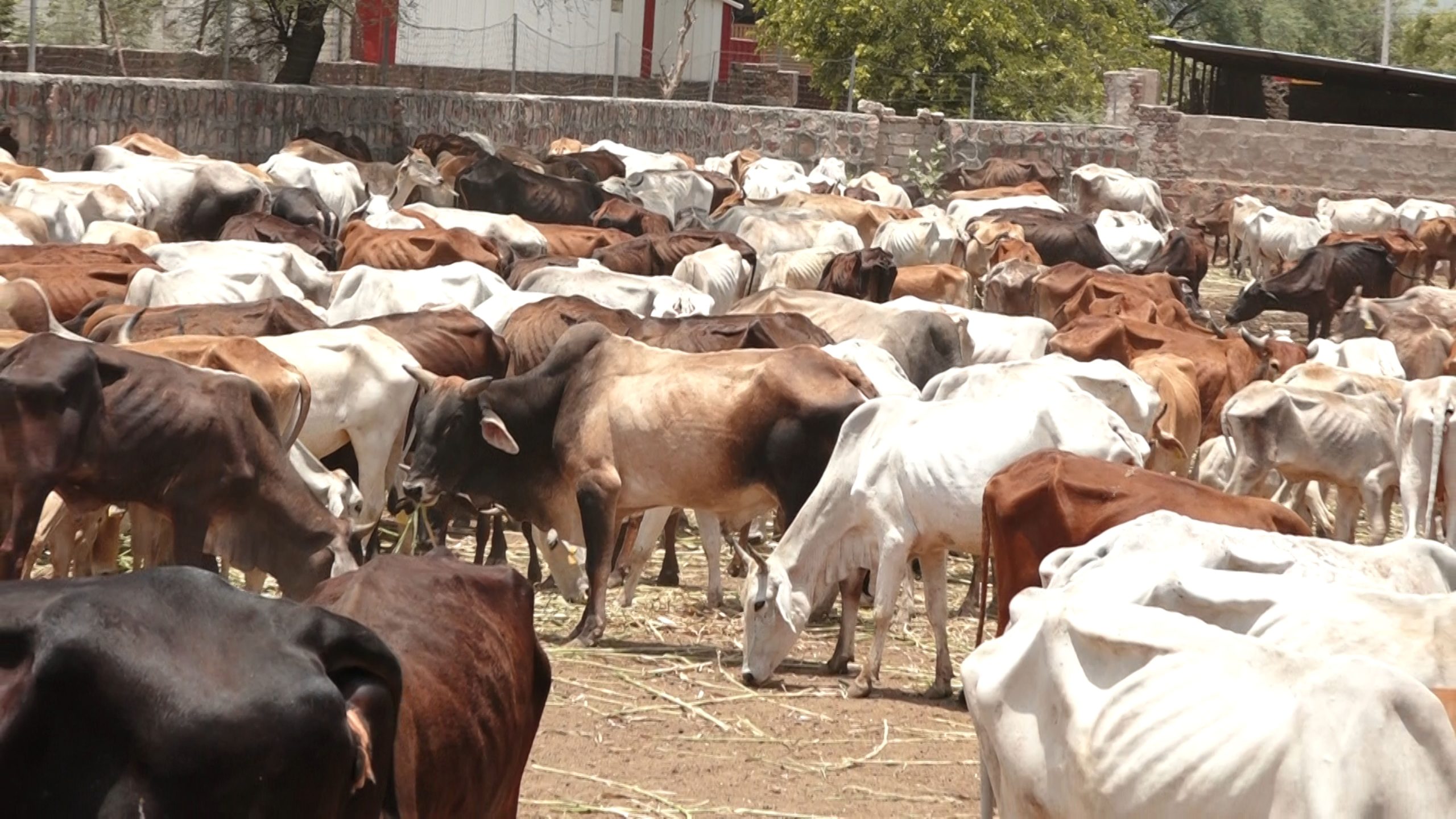 गौवंश संरक्षण एवं निरंतर विकास