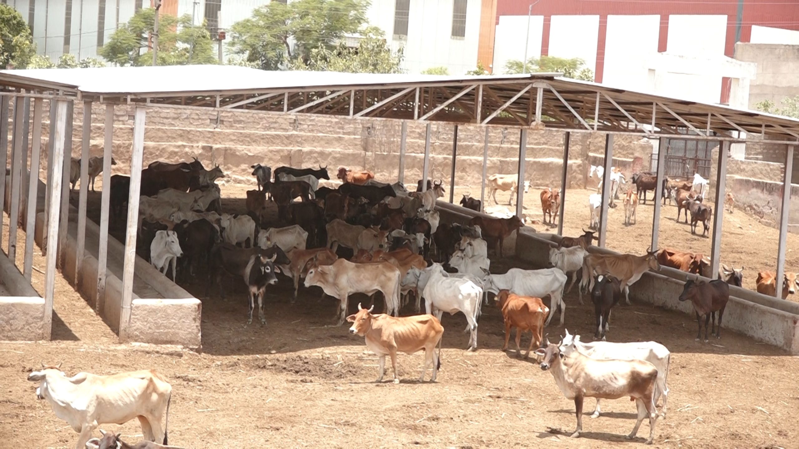 सरकारी गौवंश स्थानांतरण